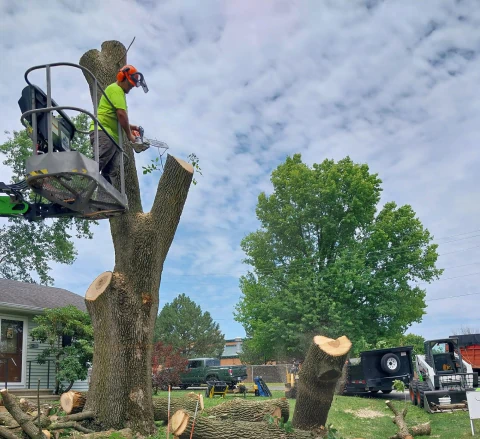 client photo doing tree removal service