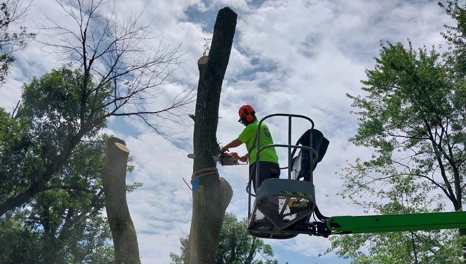client photo tree removal service