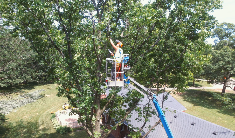 client photo worker trimming trees